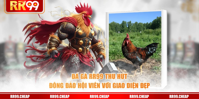 Đá Gà RR99 thu hút đông đảo hội viên với giao diện đẹp